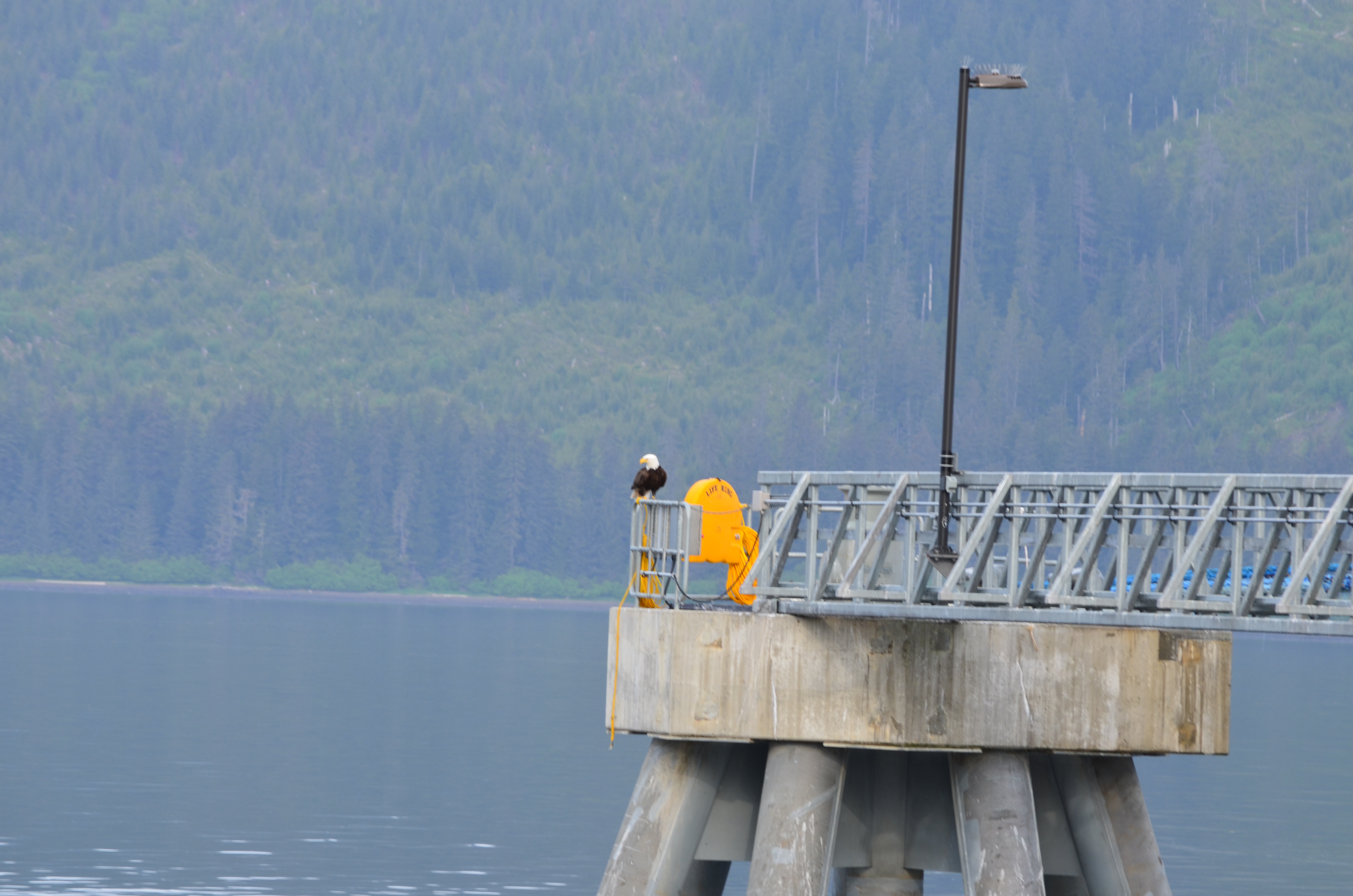 ./2017/08 - Alaska Cruise/10 - Icy Strait Point/DSC_0174.JPG